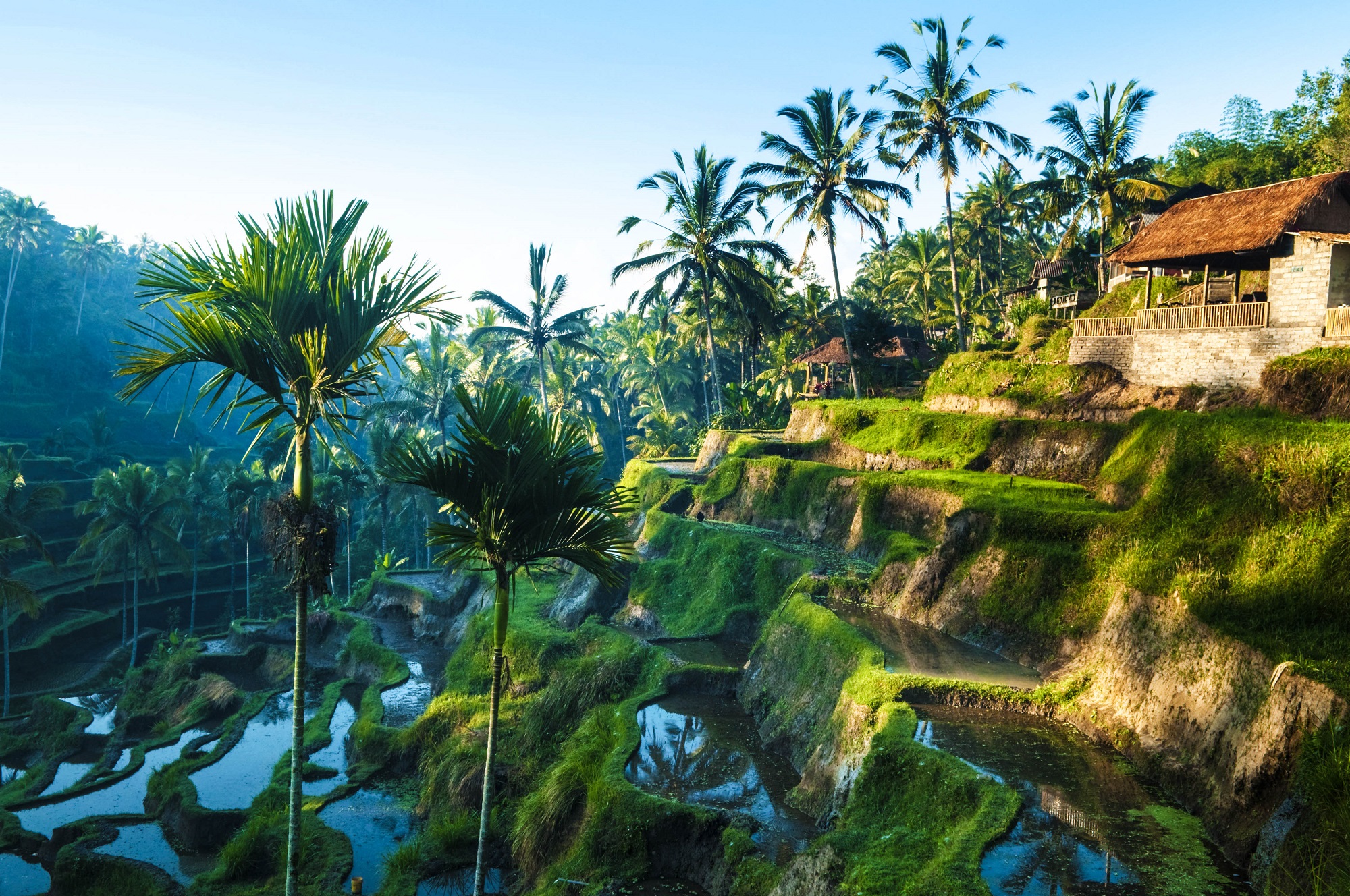 Rice terraces cut into a steep valley near Ubud, flooded and reflecting the morning sky, with tall palms standing between the levels.